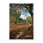 Sunny day in the olive garden postcards