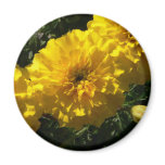 Sunny Day Magnet