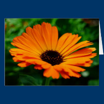 Sunny Day-zy! cards