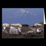 Sunny Days Are Here Again - Photo Cards cards