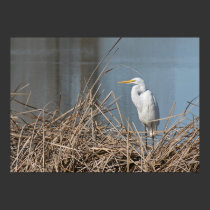 "Sunny Egret" posters