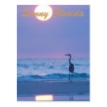 Sunny Florida Postcard
