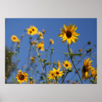 "Sunny Flowers" Posters