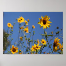 "Sunny Flowers" Posters
