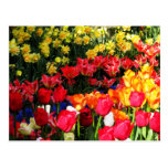 Sunny Garden Postcards