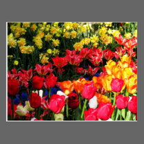 Sunny Garden postcards