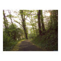 Sunny Green Path posters