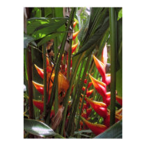 Sunny Hawaiian Heliconia posters