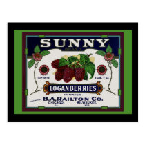 Sunny Loganberry Fruit Post Cards