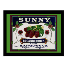 Sunny Loganberry Fruit Post Cards