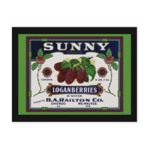 Sunny Loganberry Fruit Post Cards