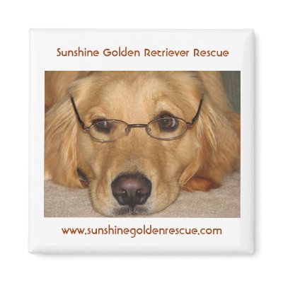 Rescue Golden Retrievers