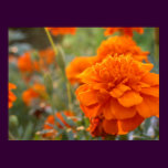 Sunny Marigold