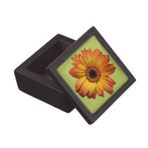 Sunny Orange gerbera flower bloom premium gift boxes