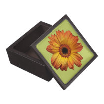Sunny Orange gerbera flower bloom premium gift boxes