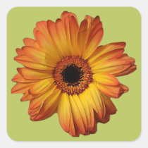 Sunny Orange gerbera flower bloom stickers