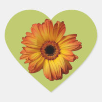 Sunny Orange gerbera flower bloom stickers
