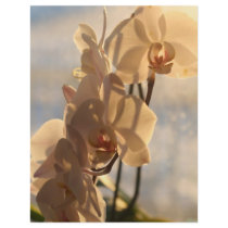 Sunny Orchid flyers