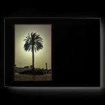 Sunny Palm envelopes
