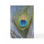 Sunny Peacock Feather Card