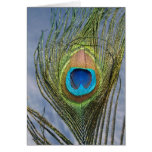 Sunny Peacock Feather Card