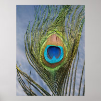 Sunny Peacock Feather Poster