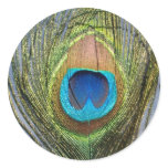 Sunny Peacock Feather stickers