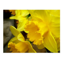 Sunny Petals Postcards