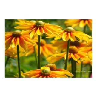 Sunny print