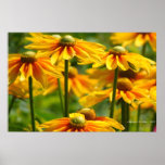 Sunny Posters