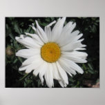 Sunny side up print