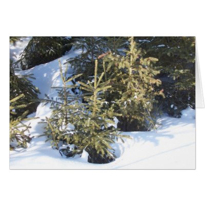 Sunny Spruce Card by nmpics