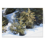 Sunny Spruce