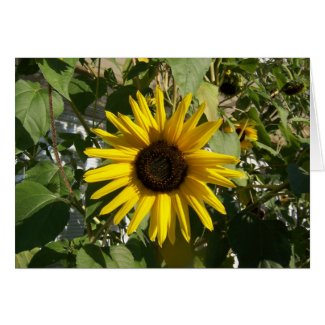 Sunny Sunflower card