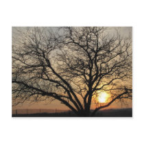 Sunny Tree postcards