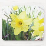 Sunny Yellow Daffodil Mouse Pad