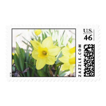 Sunny Yellow Daffodil Postage Stamp