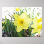 Sunny Yellow Daffodil Print