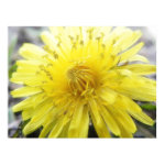 Sunny Yellow Dandelion print