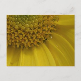 Sunny Yellow Flower postcard