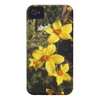 Sunny Yellow Flowers. Bidens. iPhone 4 Case-Mate Cases