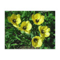 sunny yellow tulips postcards by minx267 sunny yellow tulips postcards