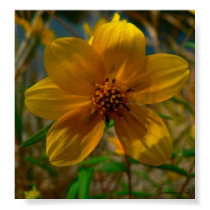 Sunny Yellows posters by ProteanArt Sunny Yellows posters