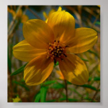 Sunny Yellows Posters