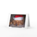 Sunny's Christmas Card