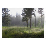 Sunrain Forest cards