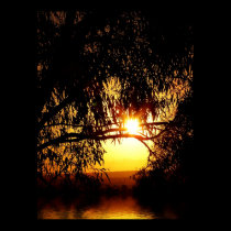 Sunrealism : Ferntree Gully Poster posters by webgrrl Sunrealism : Ferntree Gully Poster posters