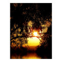 Sunrealism : Ferntree Gully Poster posters by webgrrl Sunrealism : Ferntree Gully Poster posters
