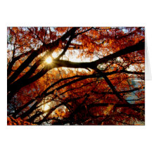 Sunrise At Cox Arboretum In Dayton, Ohio Cards