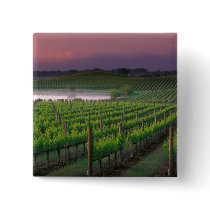 Sunrise color in the distant fog behind pinback button
